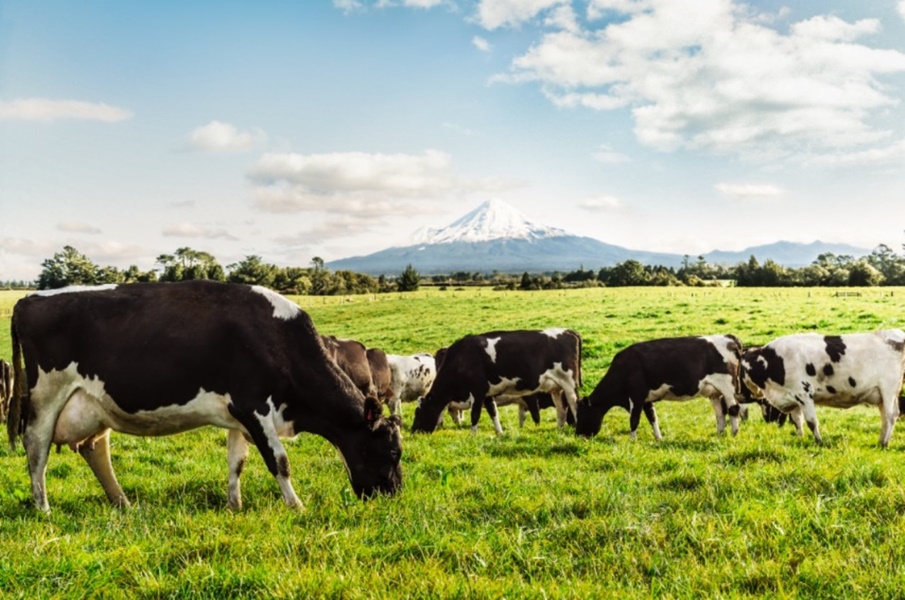 A Haven for Dairy Farming