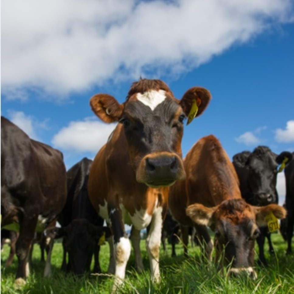 Our Cows